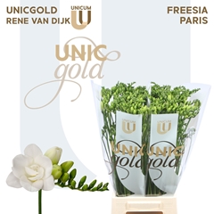 Freesia Double Paris 55cm 20gr.