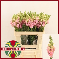 Antirrhinum Potomac Pink 60cm