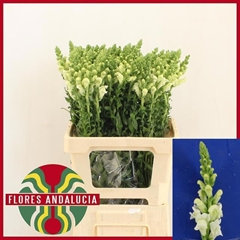 Antirrhinum Potomac Early White 65cm