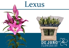 Lily Oriental Lexus 75cm 3+