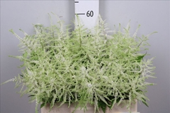 Astilbe Washington 60cm