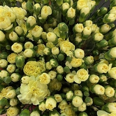 Dianthus Spray Xanthe 60cm