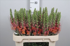 Antirrhinum Avignon Deep Orange 75cm