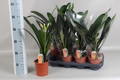 Clivia Miniata 13Ø 50cm