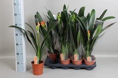 Clivia Miniata 13Ø 55cm