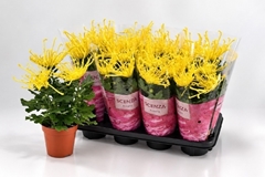 Chrysanth Fireworks Yellow 13Ø 35cm