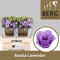 Eustoma Double Rosita Lavender 70cm