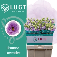 Eustoma Double Lisanne Deep Lavender 70cm