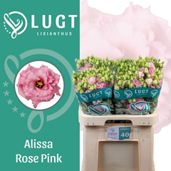 Eustoma Double Alissa Rose Pink 70cm