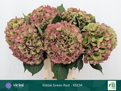 Hydrangea Elbtal Classic 65cm 19-21cm Hd