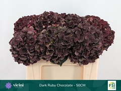Hydrangea Dark Ruby Classic 50cm 16-18cm Hd