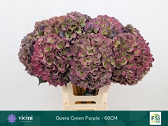 Hydrangea Royal Opera Classic 60cm 18-20cm Hd