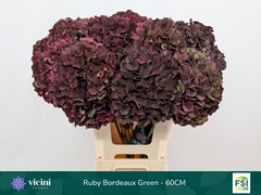 Hydrangea Rubyred 60cm 17-19cm Hd