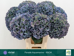 Hydrangea Royal Parade Classic 65cm 19-21cm Hd
