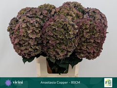 Hydrangea Royal Anastasia Classic 80cm 20-22cm Hd