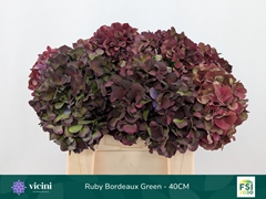 Hydrangea Rubyred 40cm 14-16cm Hd