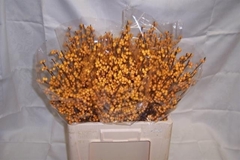 Ilex Golden Verboom 60cm