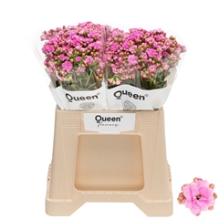 Kalanchoe Taffy Pink Meadow 40cm