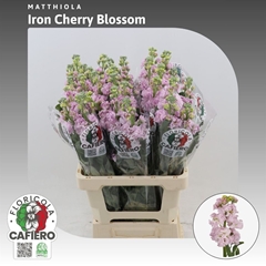 Matthiola Iron Cherry Blossom 70cm