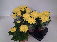 Chrysanth Cosmo Yellow 12Ø 30cm