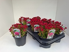 Crassula Schmidtii 11Ø 15cm