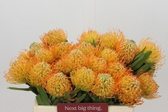 Leucospermum Jelena 35cm