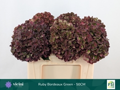 Hydrangea Rubyred 50cm 16-18cm Hd