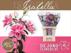 Lily Oriental Double Roselily Isabella 75cm 4+
