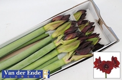 Hippeastrum Royal Velvet 80cm