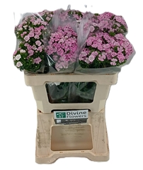 Dianthus Barb Rose Magic 55cm