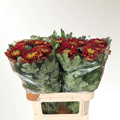 Chrysanth Single Laika Red 70cm 80gr.