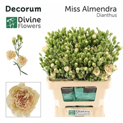 Dianthus Spray Miss Almendra 60cm