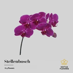 Phalaenopsis Stellenbosch 45cm 7+