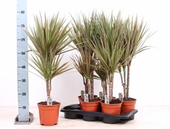 Dracaena Bicolor 17Ø 80cm