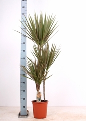 Dracaena Bicolor 21Ø 135cm