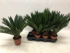 Cycas Revoluta 14Ø 35cm