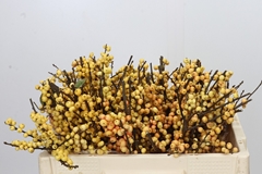 Ilex Magical Citronella 50cm
