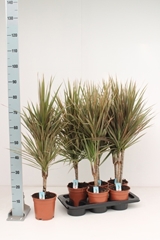 Dracaena Bicolor 17Ø 105cm