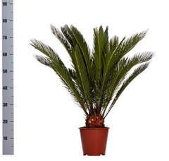 Cycas Revoluta 19Ø 65cm