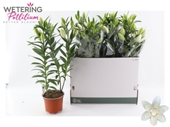Lily Oriental Sunny Double Bounty 17Ø 66cm