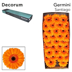 Gerbera Mini Black Centre Santiago 45cm 7cm Hd