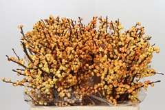 Ilex Magical Cresgold 60cm