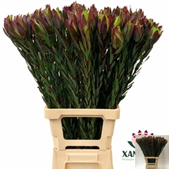 Leucadendron Mountain Rose 80cm