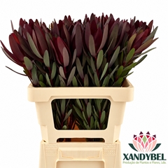 Leucadendron Safari Sunset 60cm