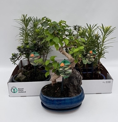 Bonsai Mix 20Ø 30cm