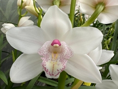 Cymbidium Mini Barbara 40cm