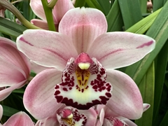 Cymbidium Mini Itaska 40cm