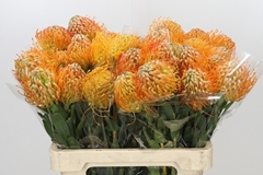 Leucospermum Jelena 60cm