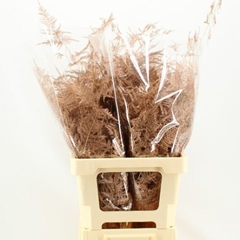 Asparagus Setaceus Painted Copper 50cm
