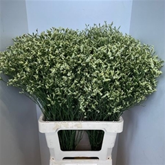 Limonium Sinense China White 70cm 35gr.
